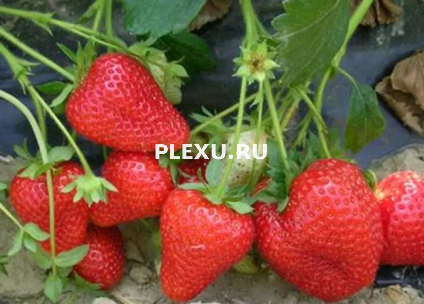 Саженец Клубники Альба