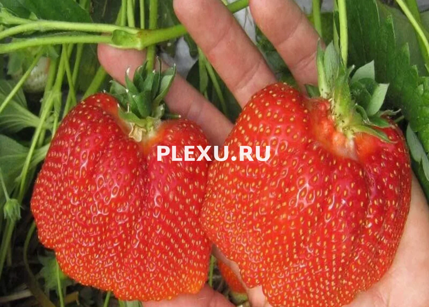 Саженец Клубники Азия