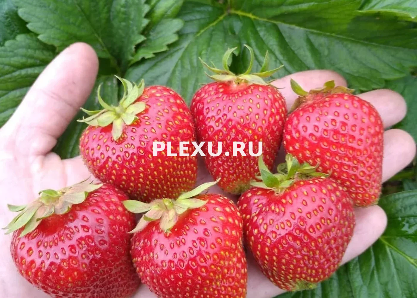Саженец Клубники Сирия