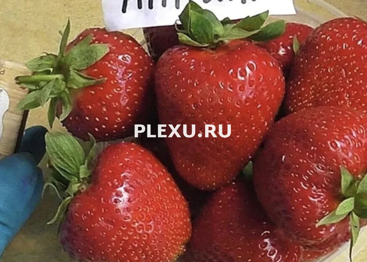Саженец Клубники Априка