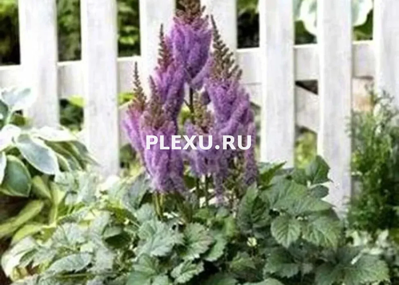 Саженец Астильбы Валерия