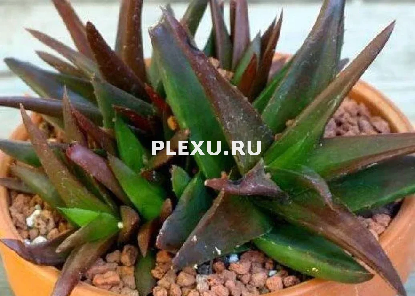 Алоэ Блэк Джем