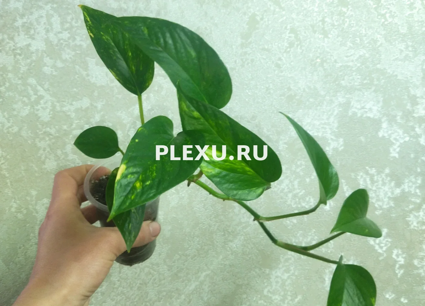 Эпипремнум Ауреум