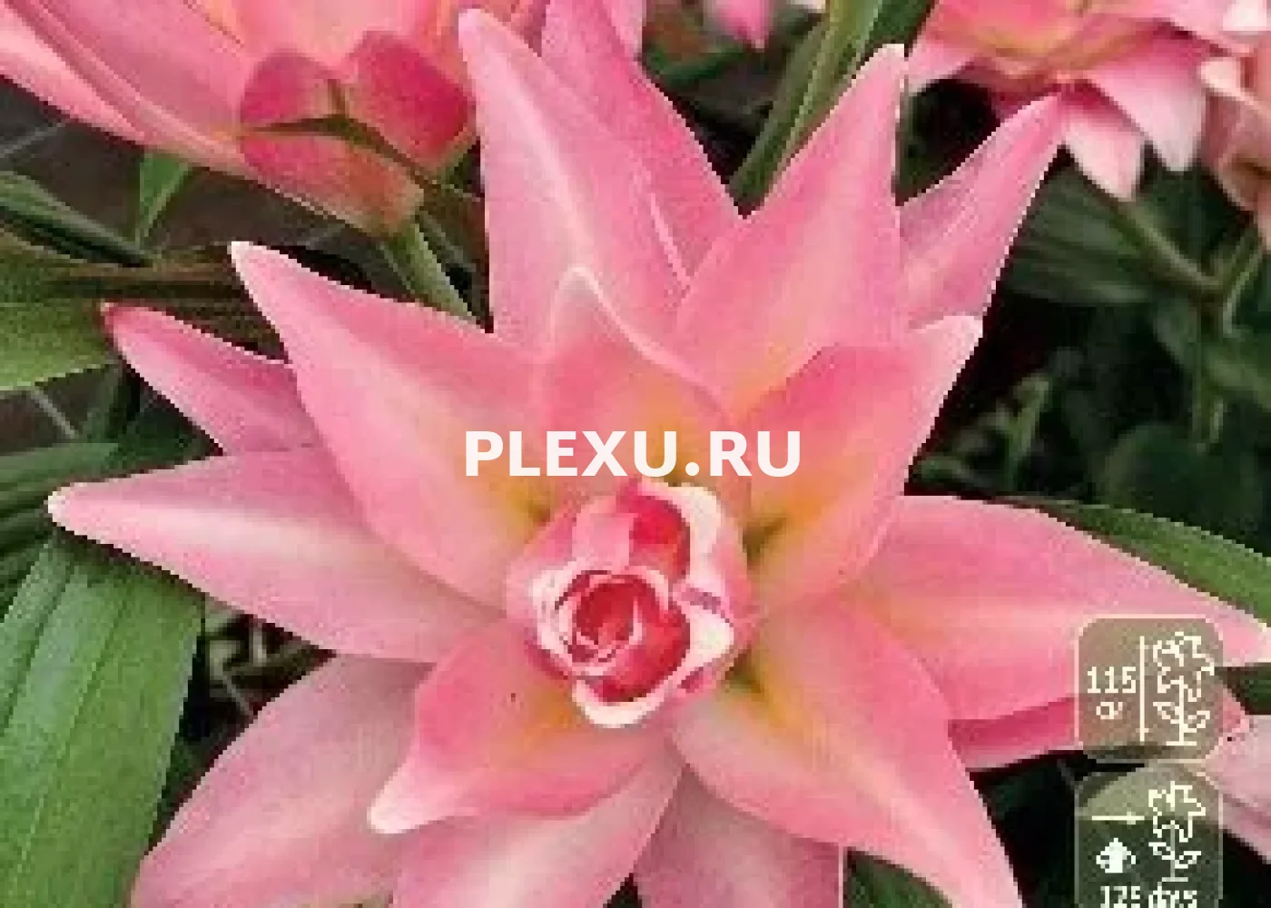 Луковица Лилии восточной Сенна