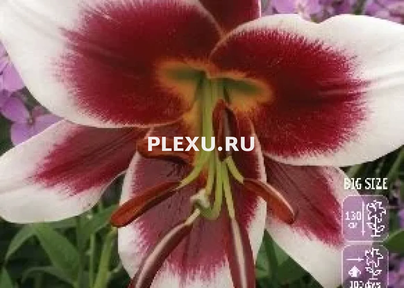 Луковицы Лилии ОТ гибрид Роберт Гризбах