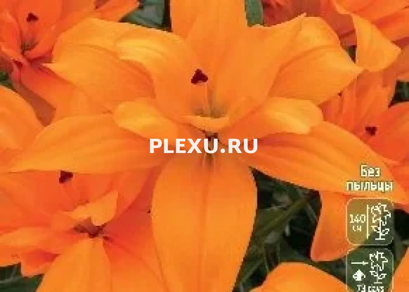 Луковица Лилии ЛА гибрид Форехенд