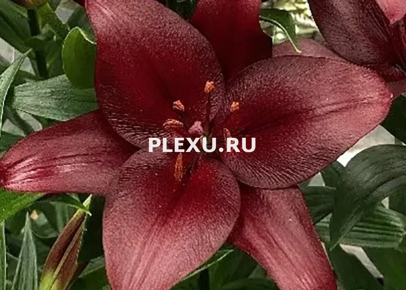 Луковица Лилии ЛА гибрид Мальбек