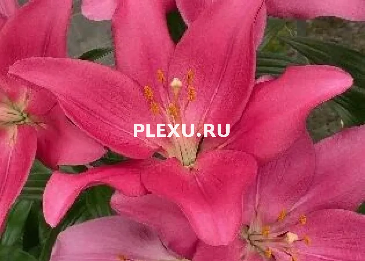 Луковица Лилии ЛА гибрид Лайвли