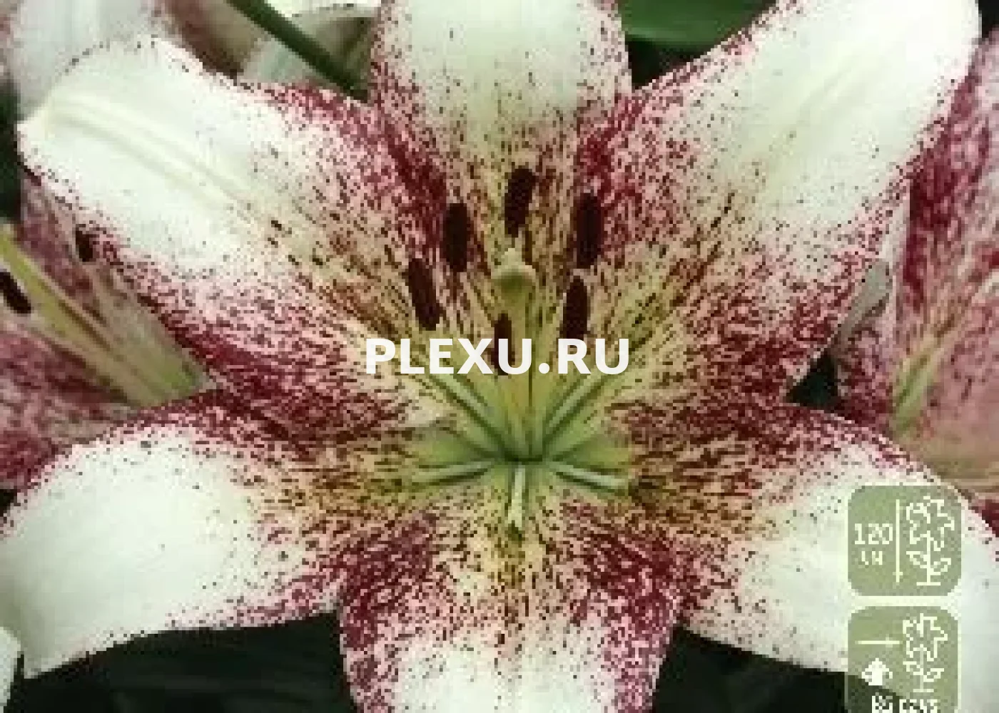 Луковицы Лилии ЛА гибрид Свит Заника