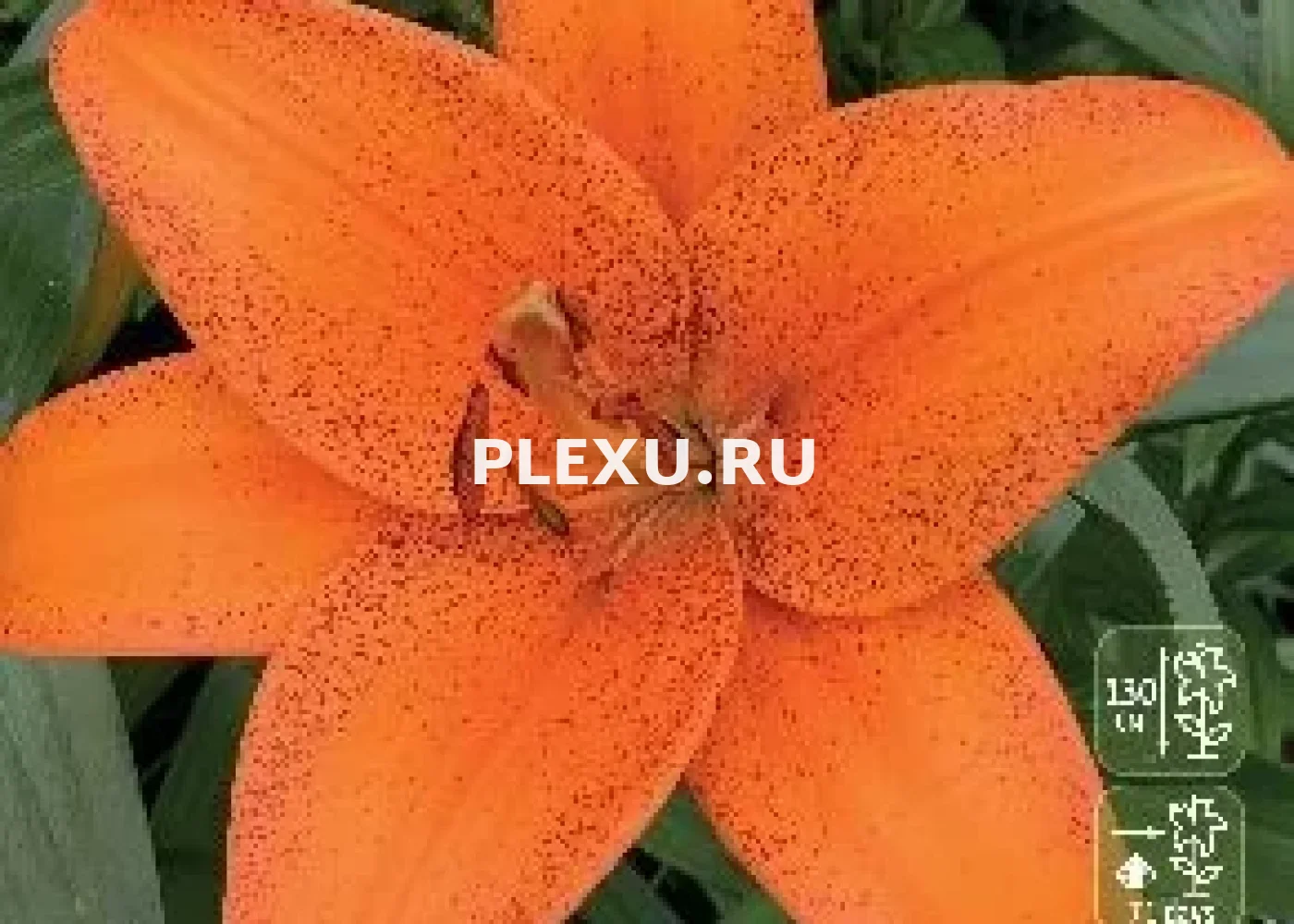 Луковицы Лилии ТА гибрид Фоксли