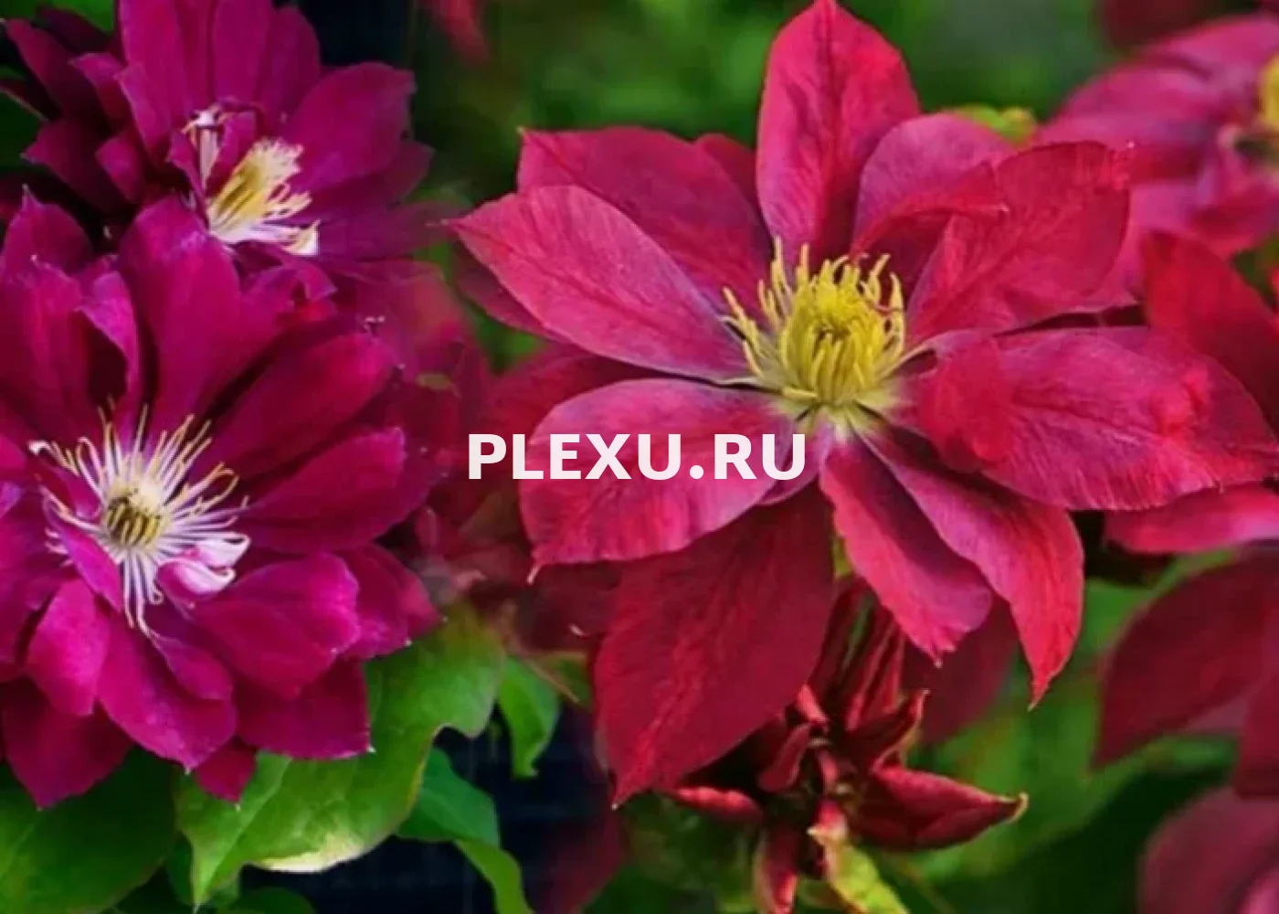 Саженец клематиса Рэд Стар