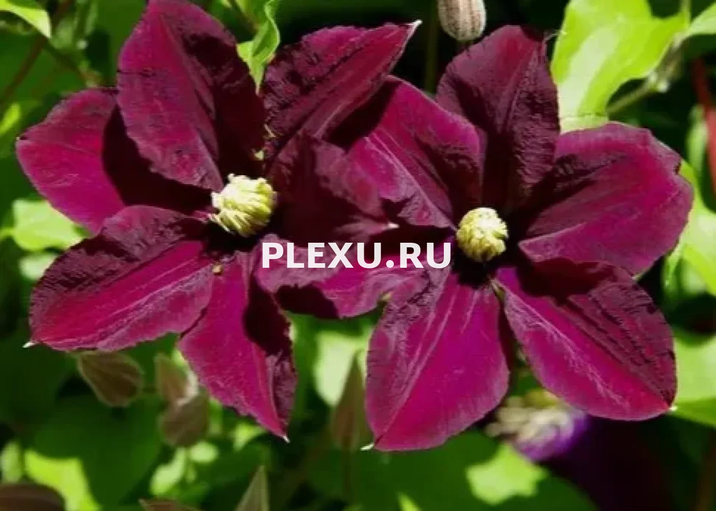 Саженец клематиса Славянка