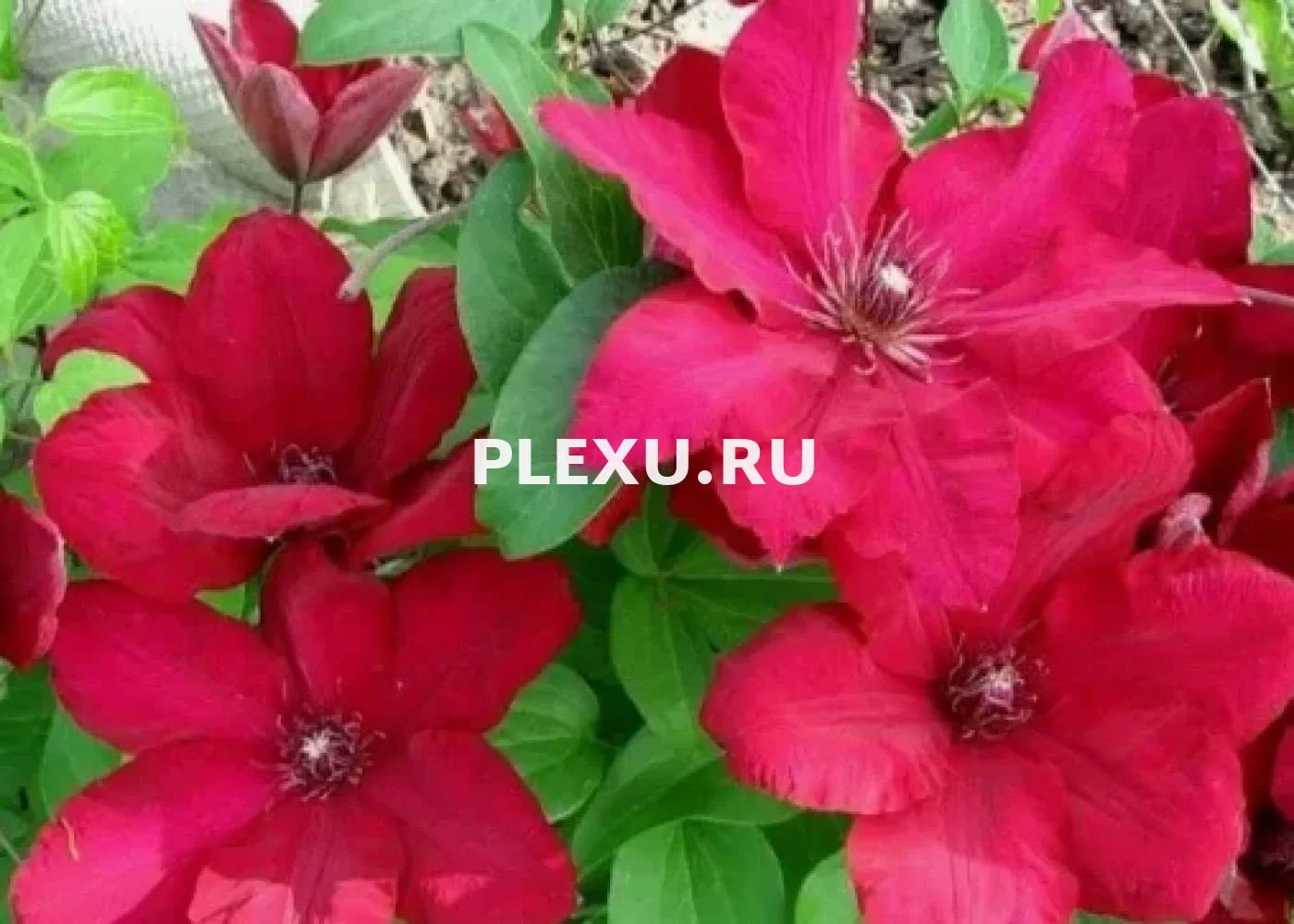 Саженец клематиса Солидарность