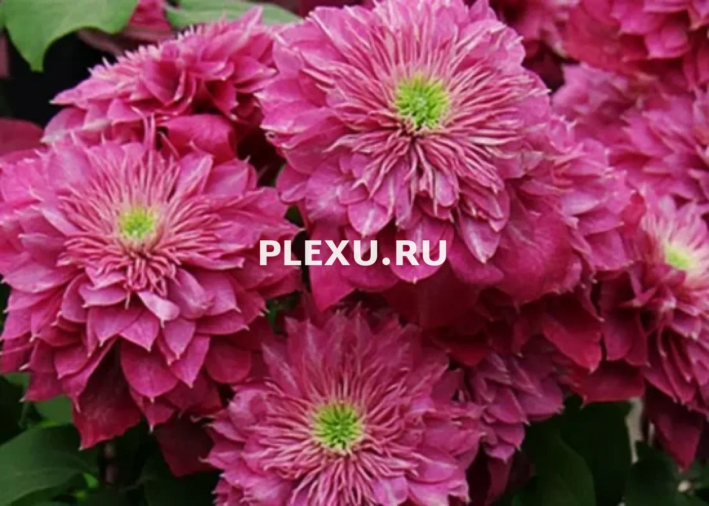 Саженец клематиса Кайзер