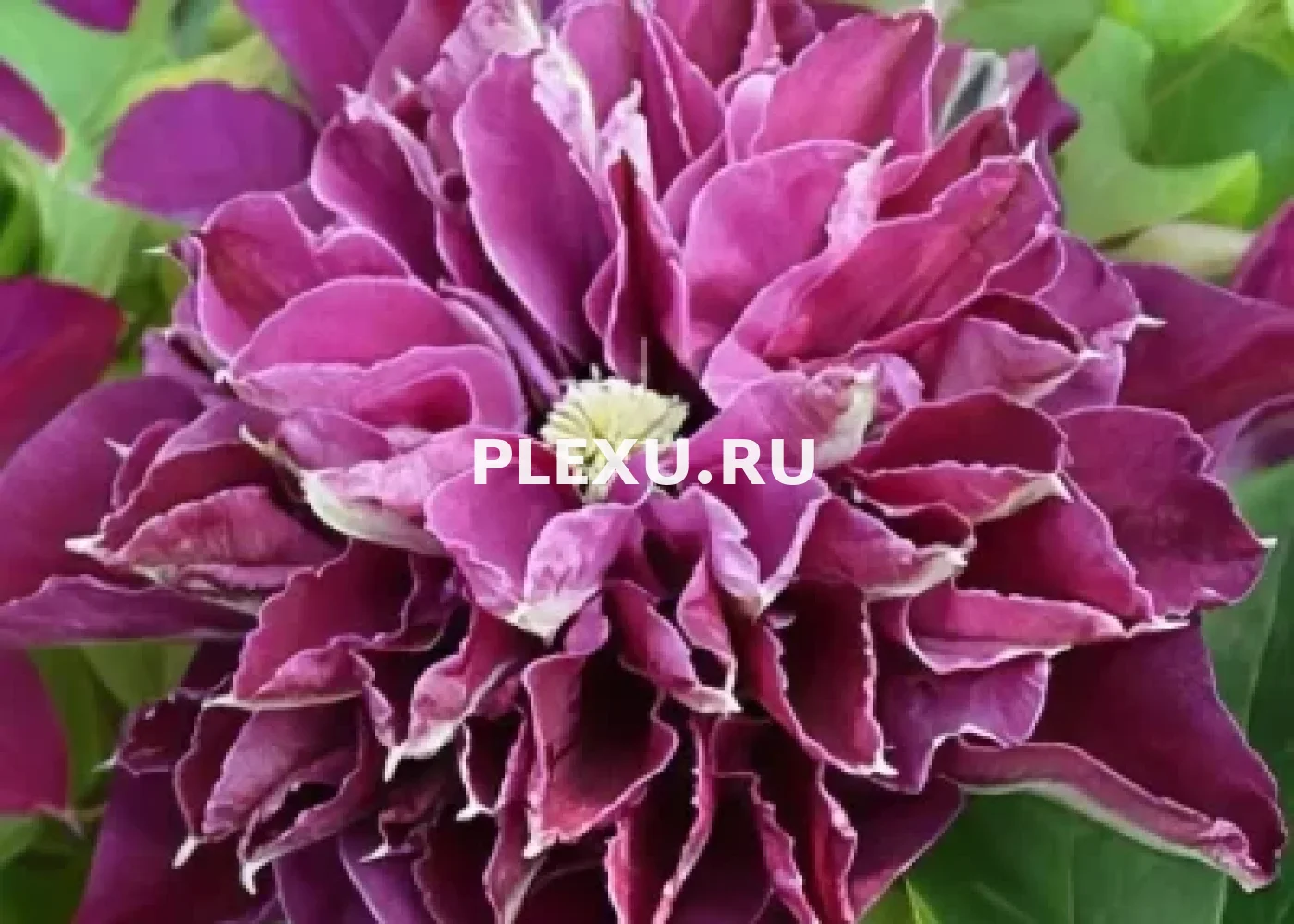 Саженец клематиса Хот Лов