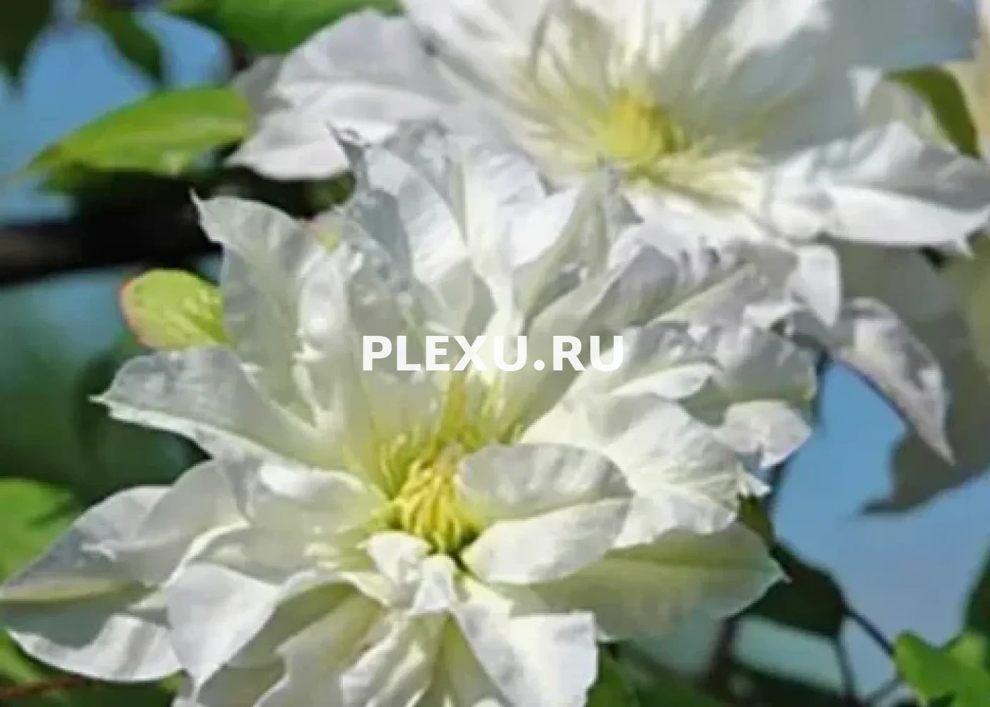 Саженец клематиса Фёрст Лов