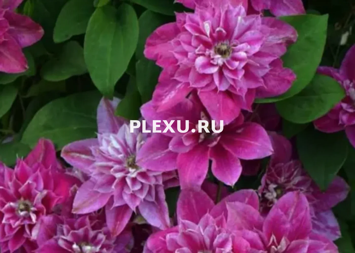 Саженец клематиса Май Дарлинг