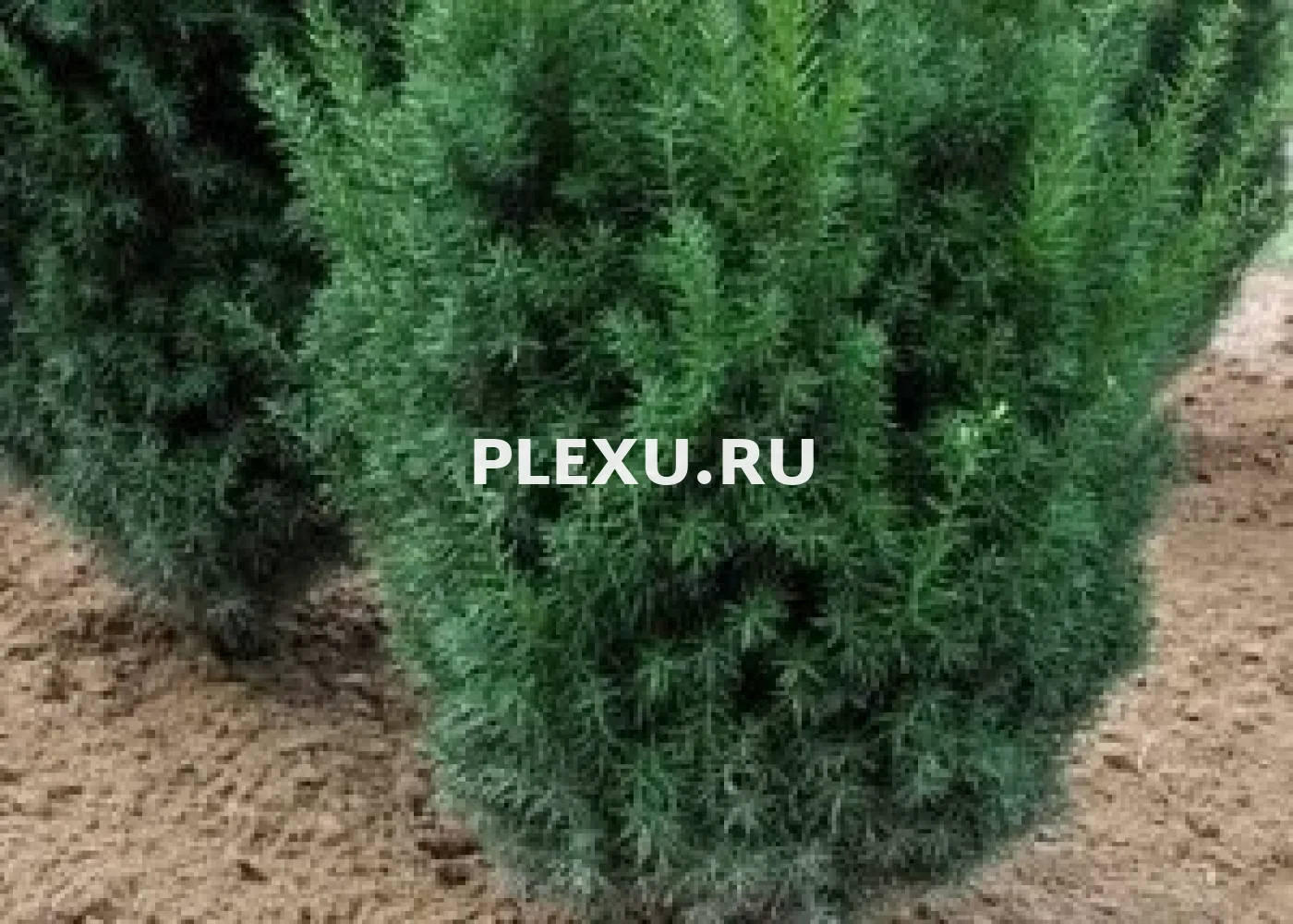 Саженец Тиса среднего Казио