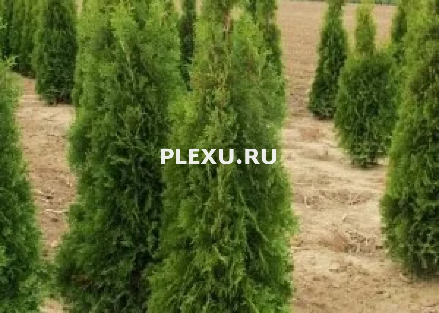 Саженец Туи западной Джоска