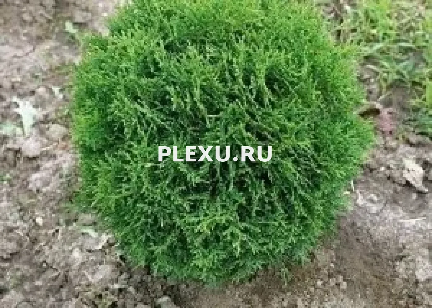 Саженец Туи западной Литтл Джем