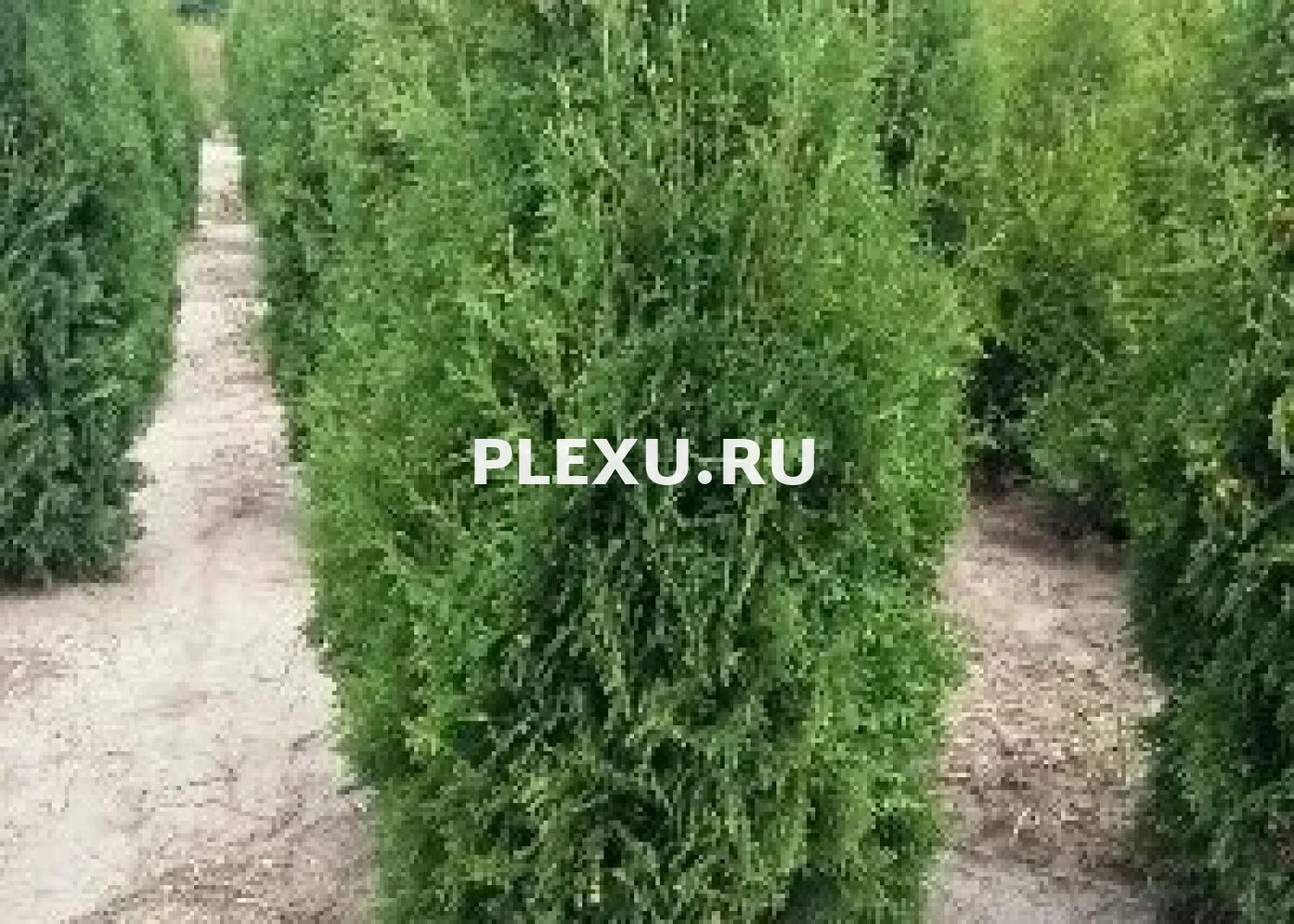 Саженец Туи западной Малоньяна