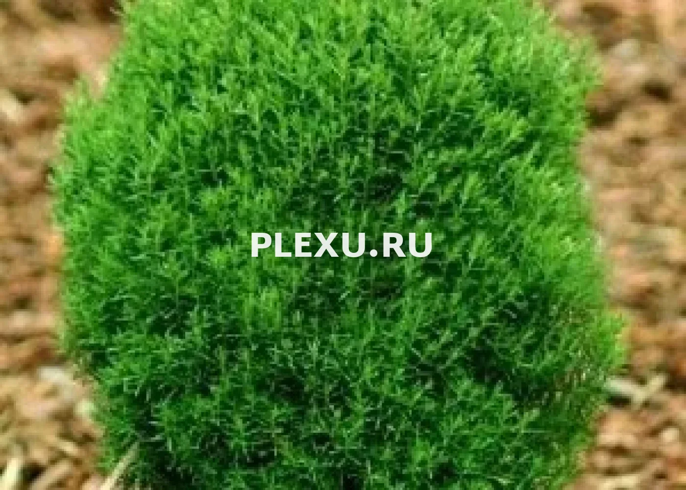 Саженец Туи западной Тедди