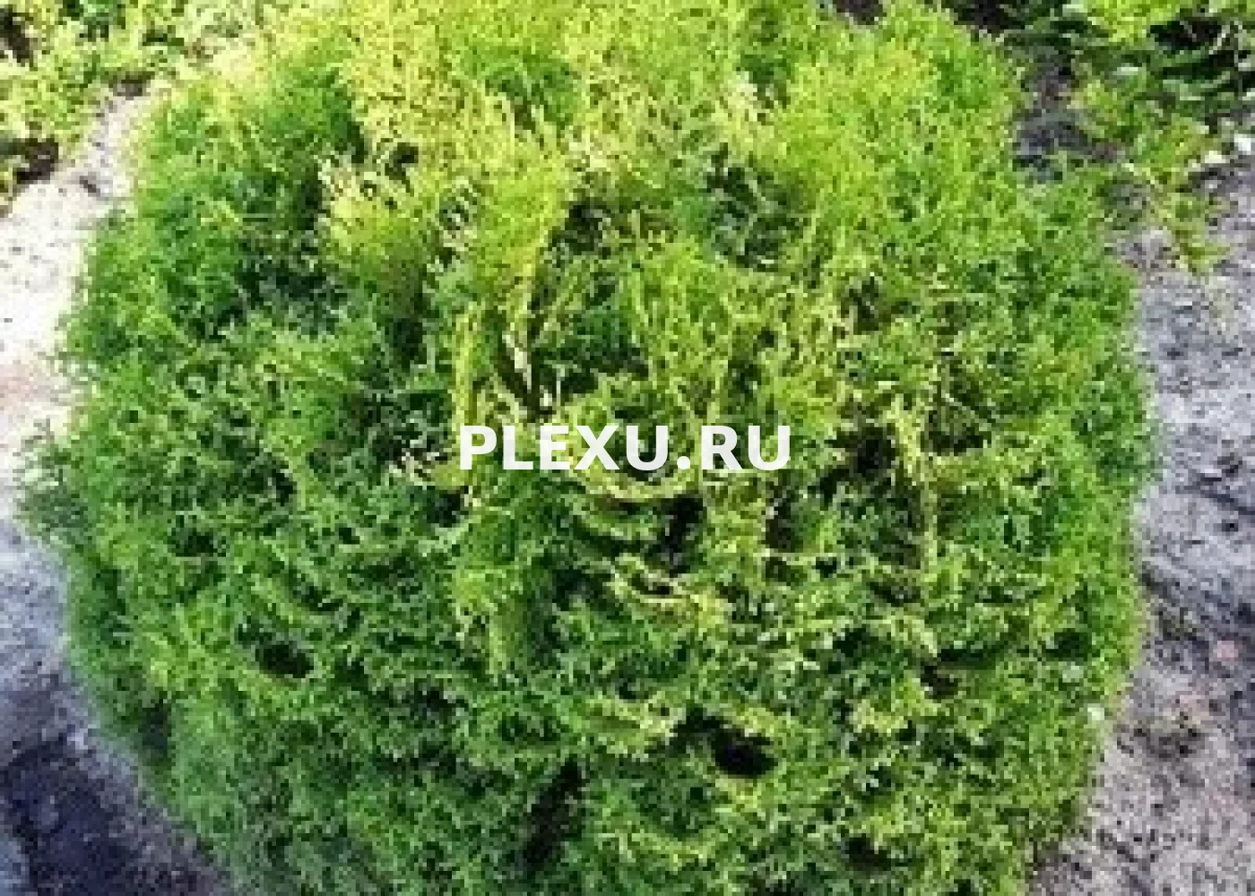 Саженец Туи западной Тайни Тим