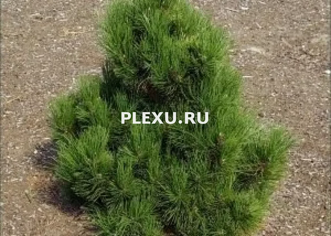 Саженец сосны белокорой Малинки