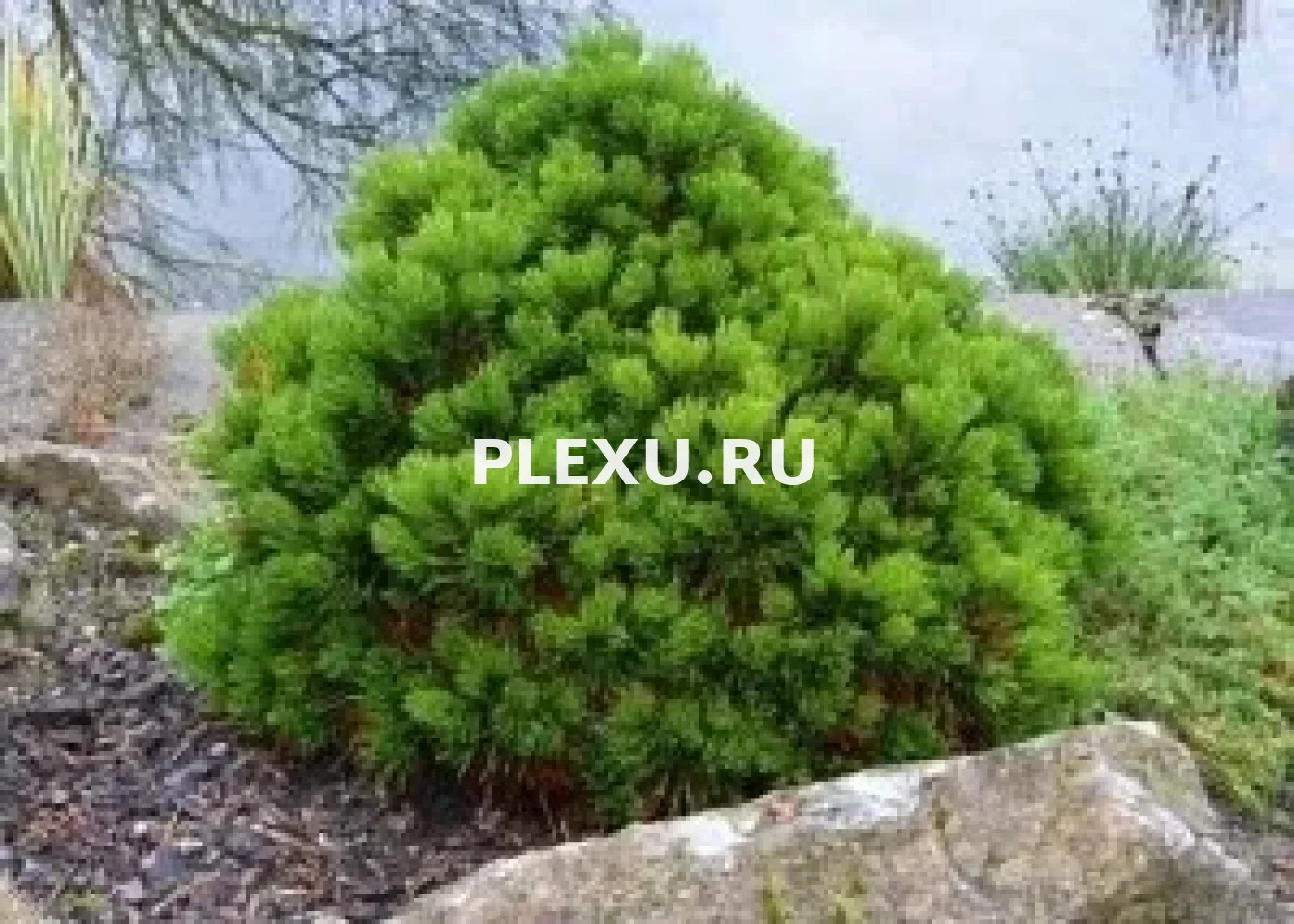 Саженец сосны белокорой Шмидта