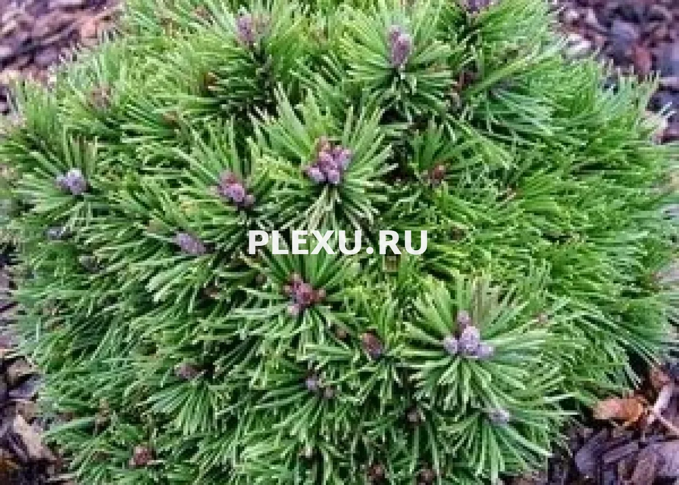 Саженец сосны горнй Божий Дар