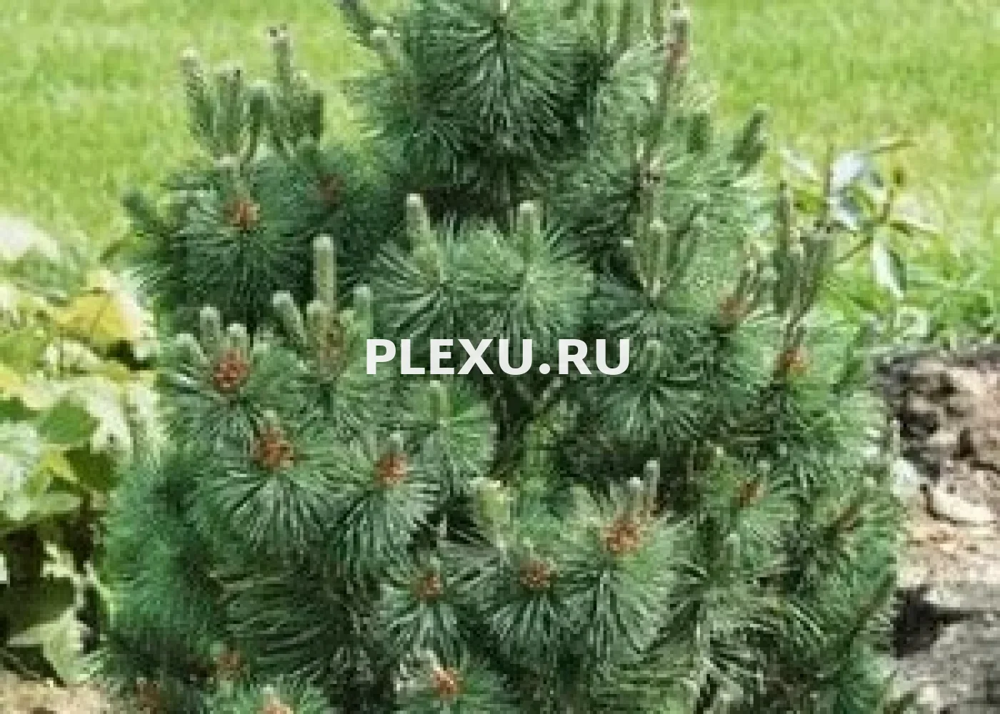 Саженец сосны горной Колумнарис