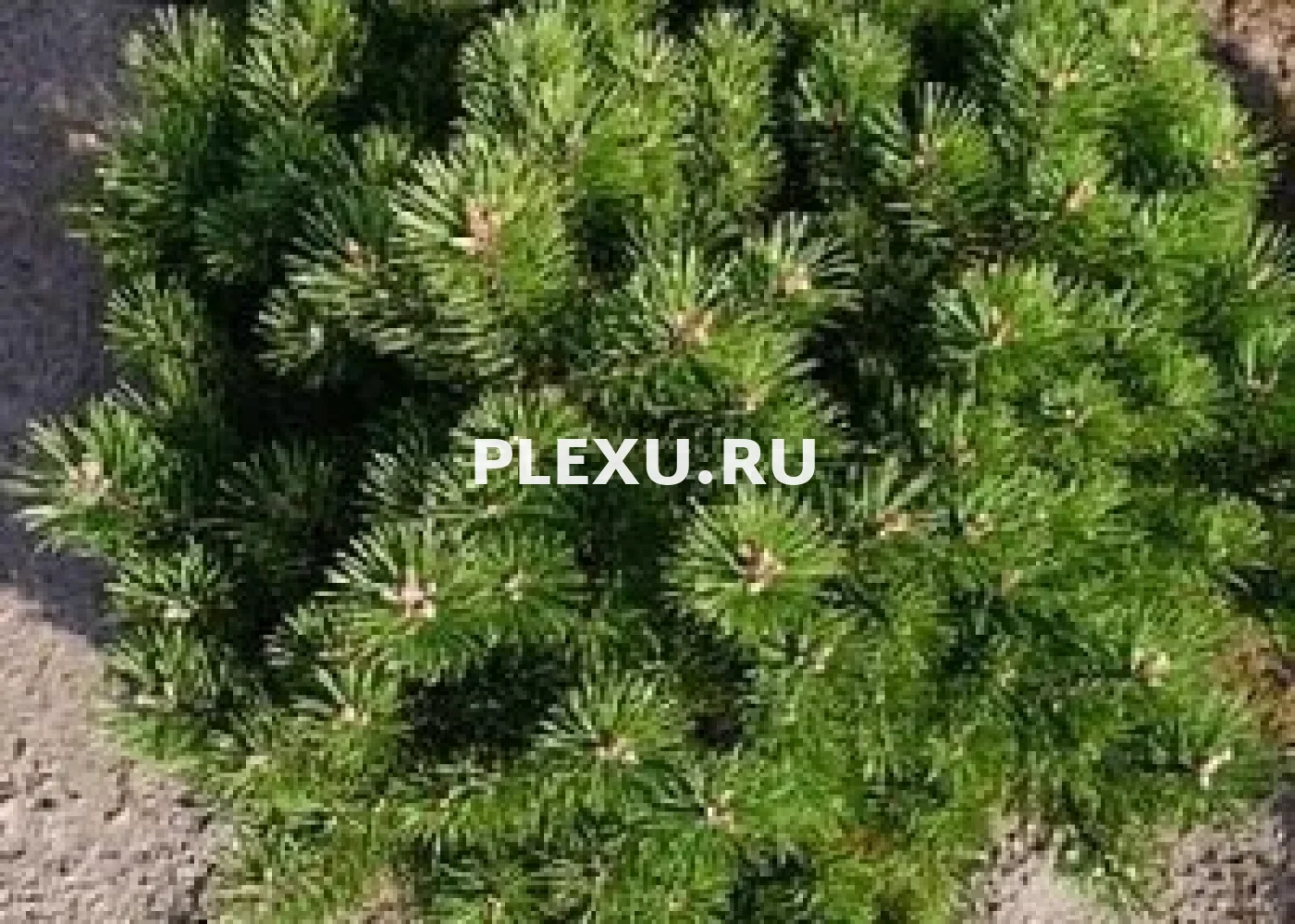 Саженец сосны горной Гном