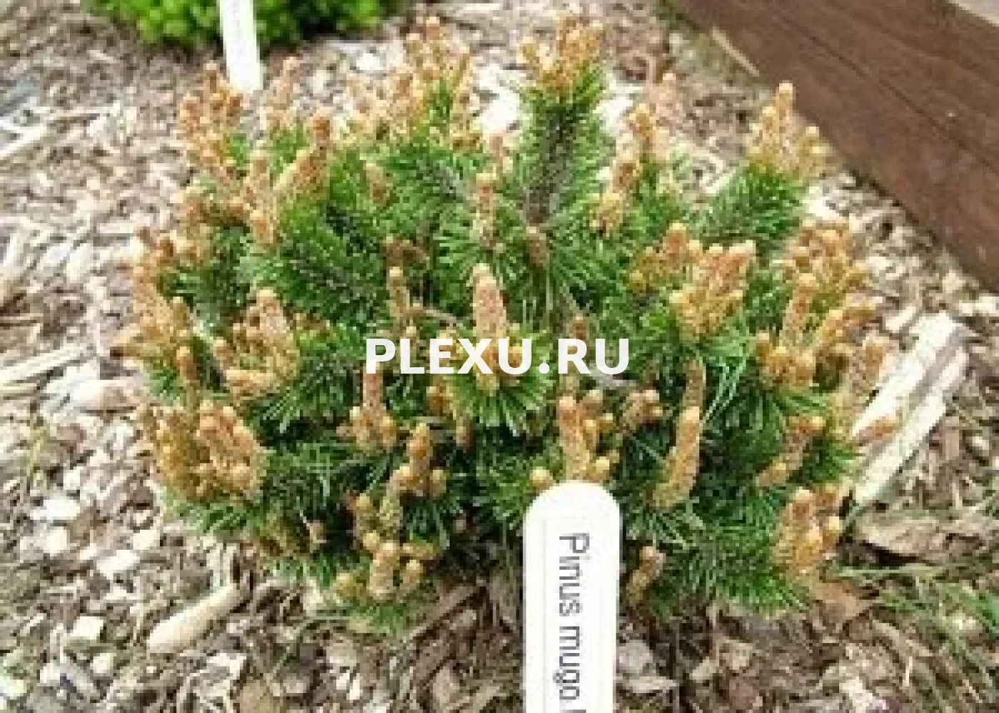 Саженец сосны горной Хампи