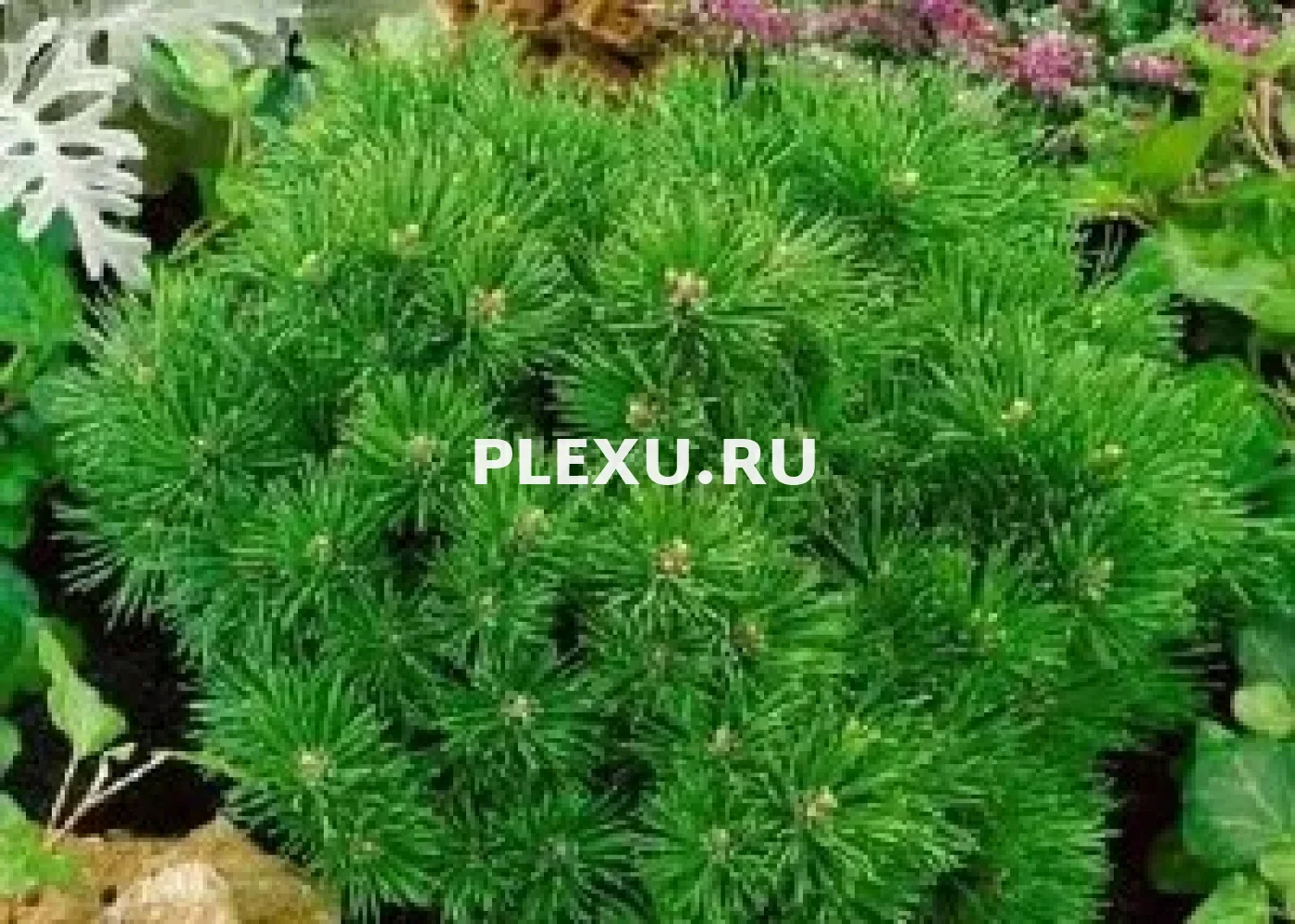 Саженец сосны горной Минимопс