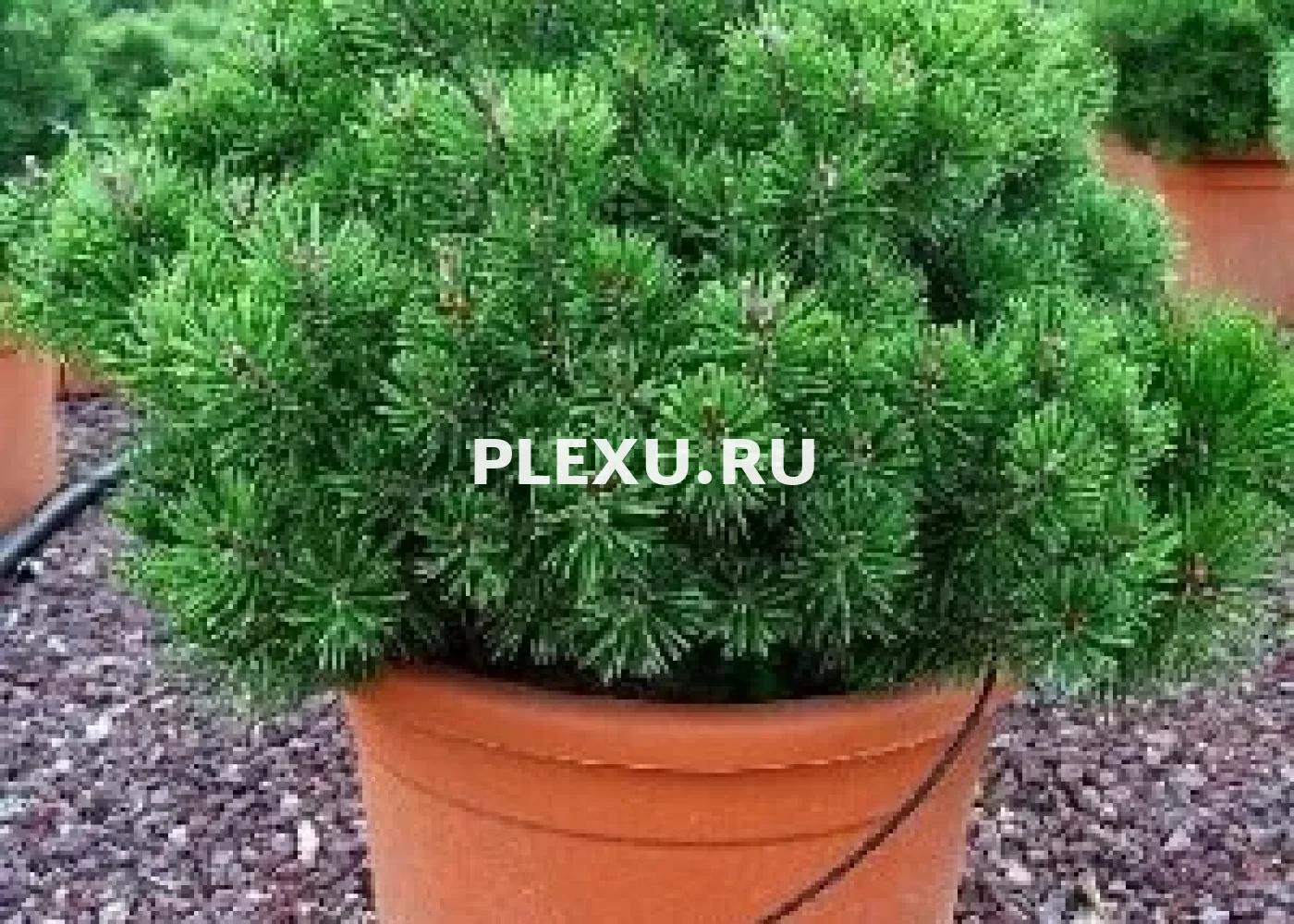 Саженец сосны горной Мопс