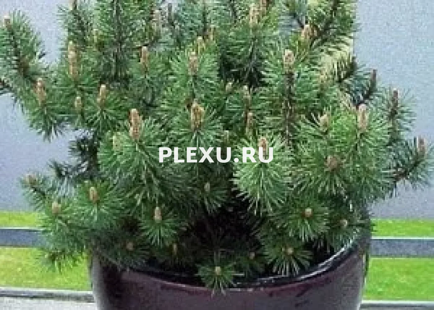 Саженец сосны горной Муго