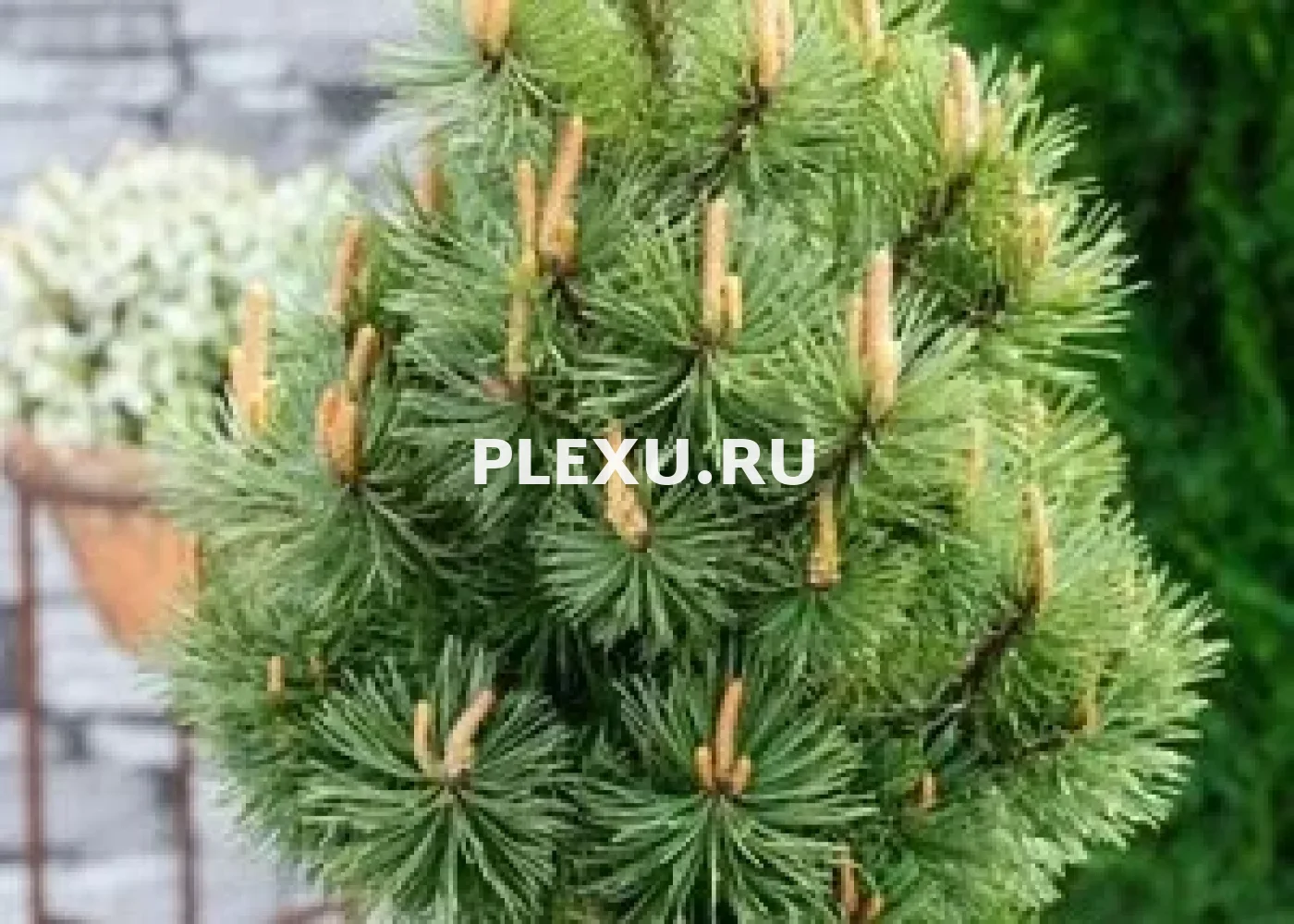 Саженец сосны горной Мумпитц