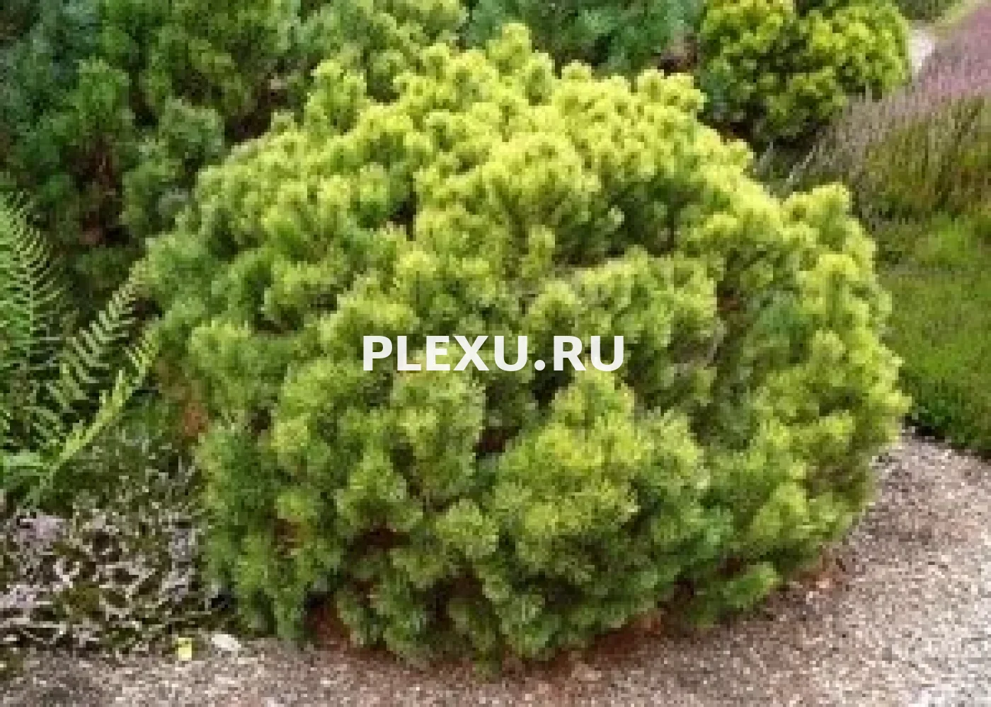 Саженец сосны горной Офир