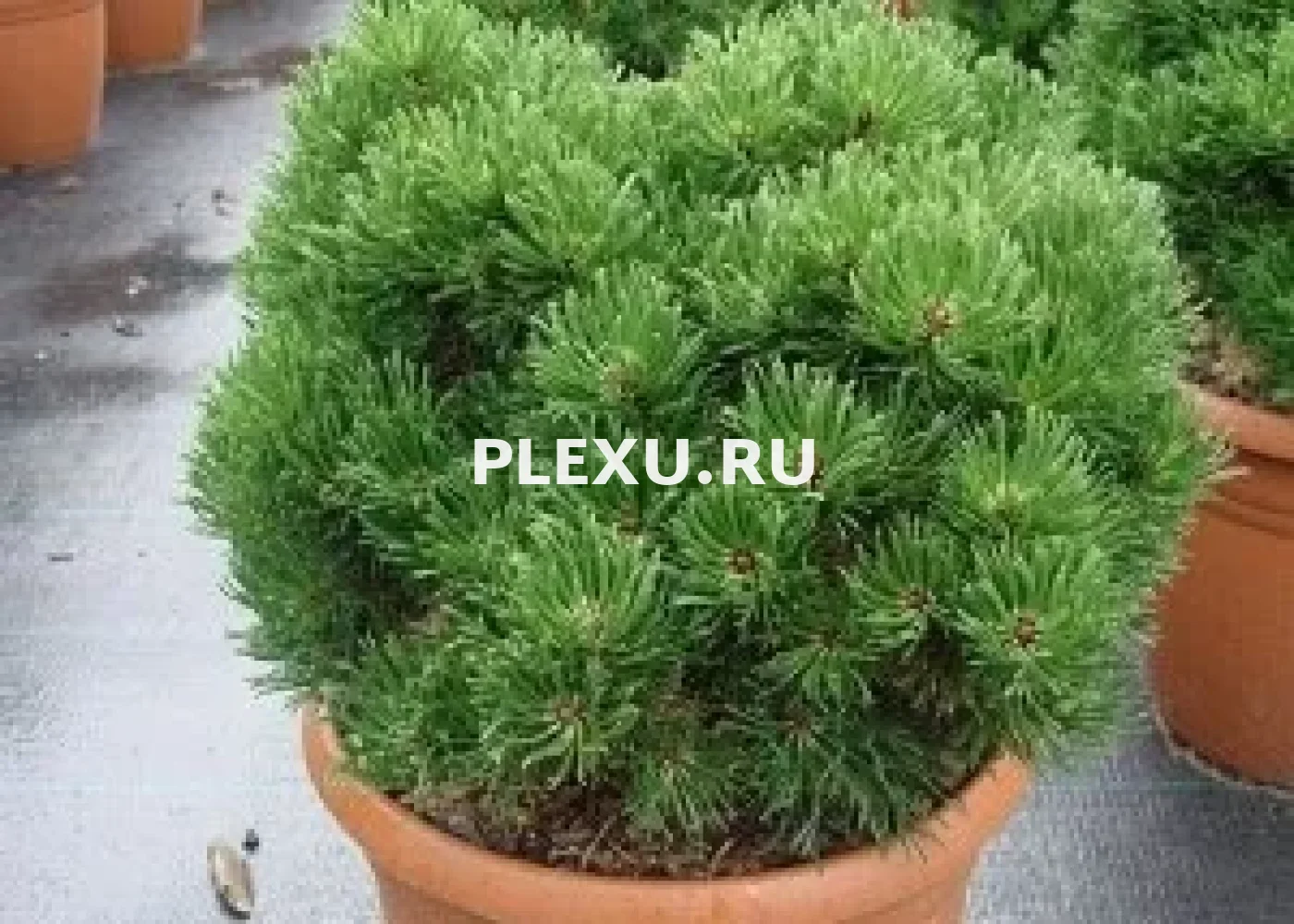 Саженец сосны горной Пикобелло