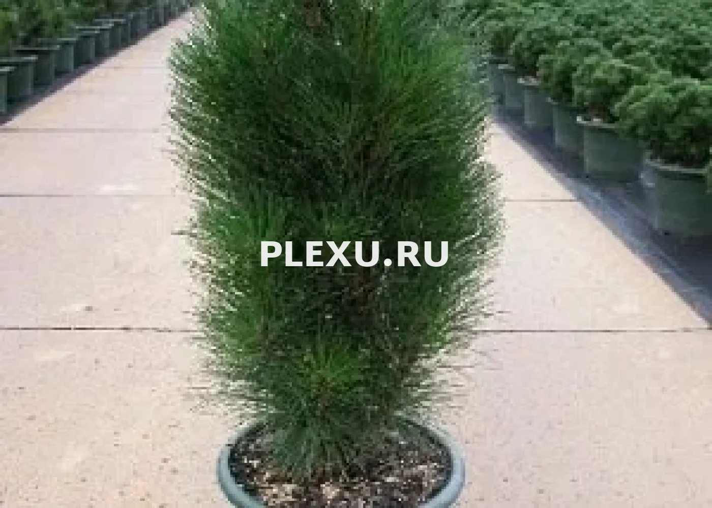 Саженец сосны чёрной Грин Тауэр