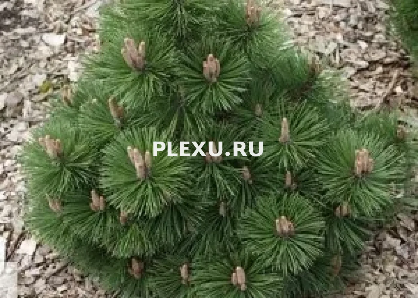 Саженец сосны чёрной Хельга