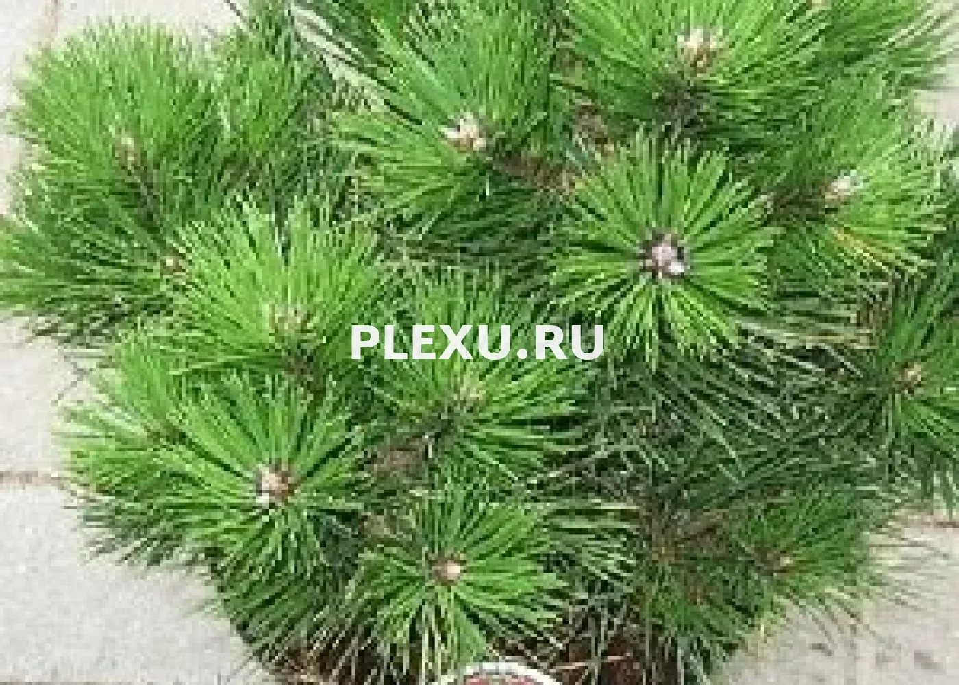 Саженец сосны чёрной Нигра