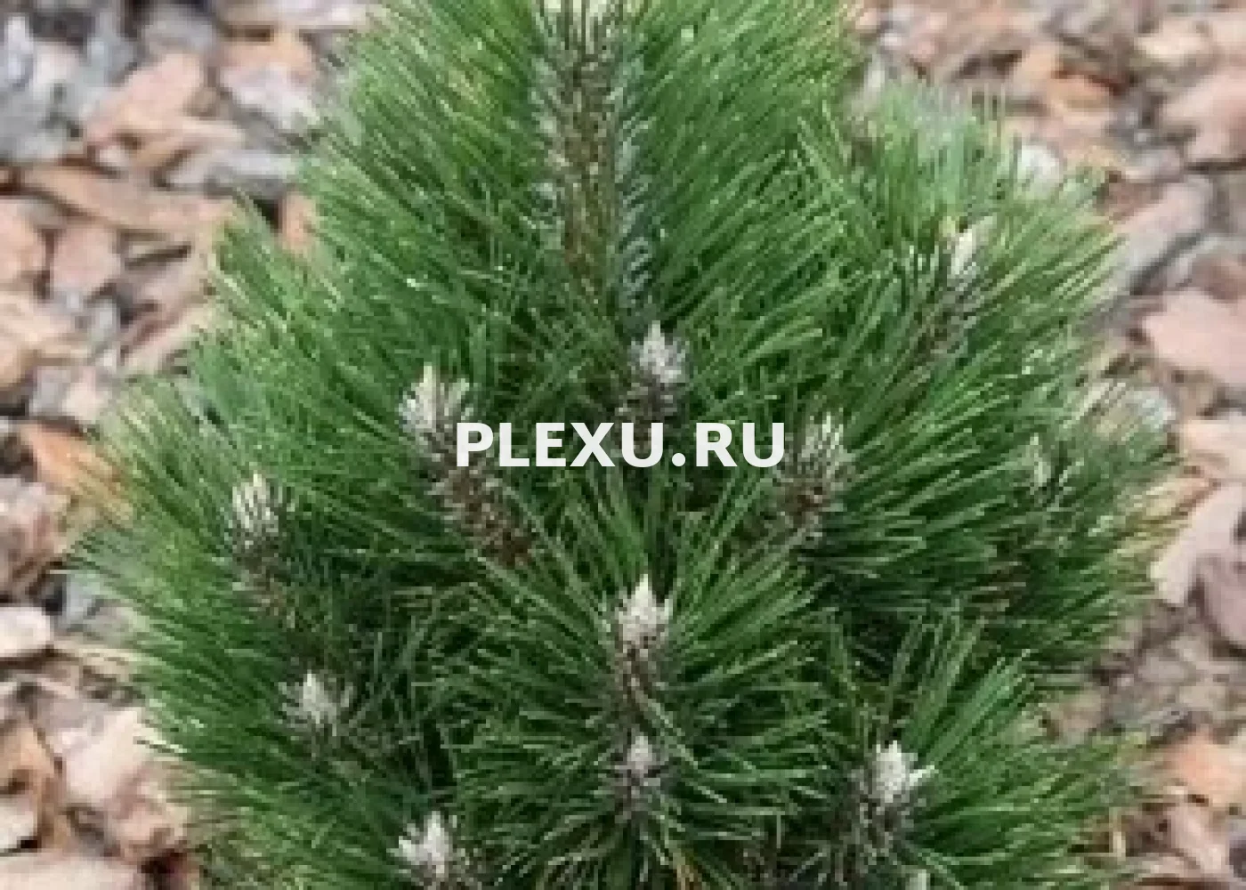 Саженец сосны чёрной Ричард