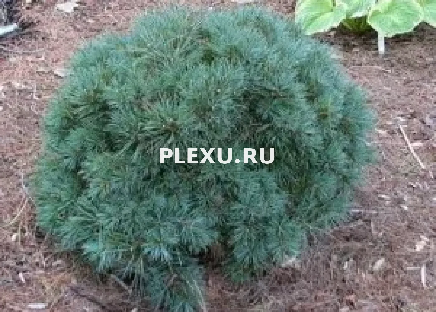 Саженец сосны веймутовой Блю Шаг