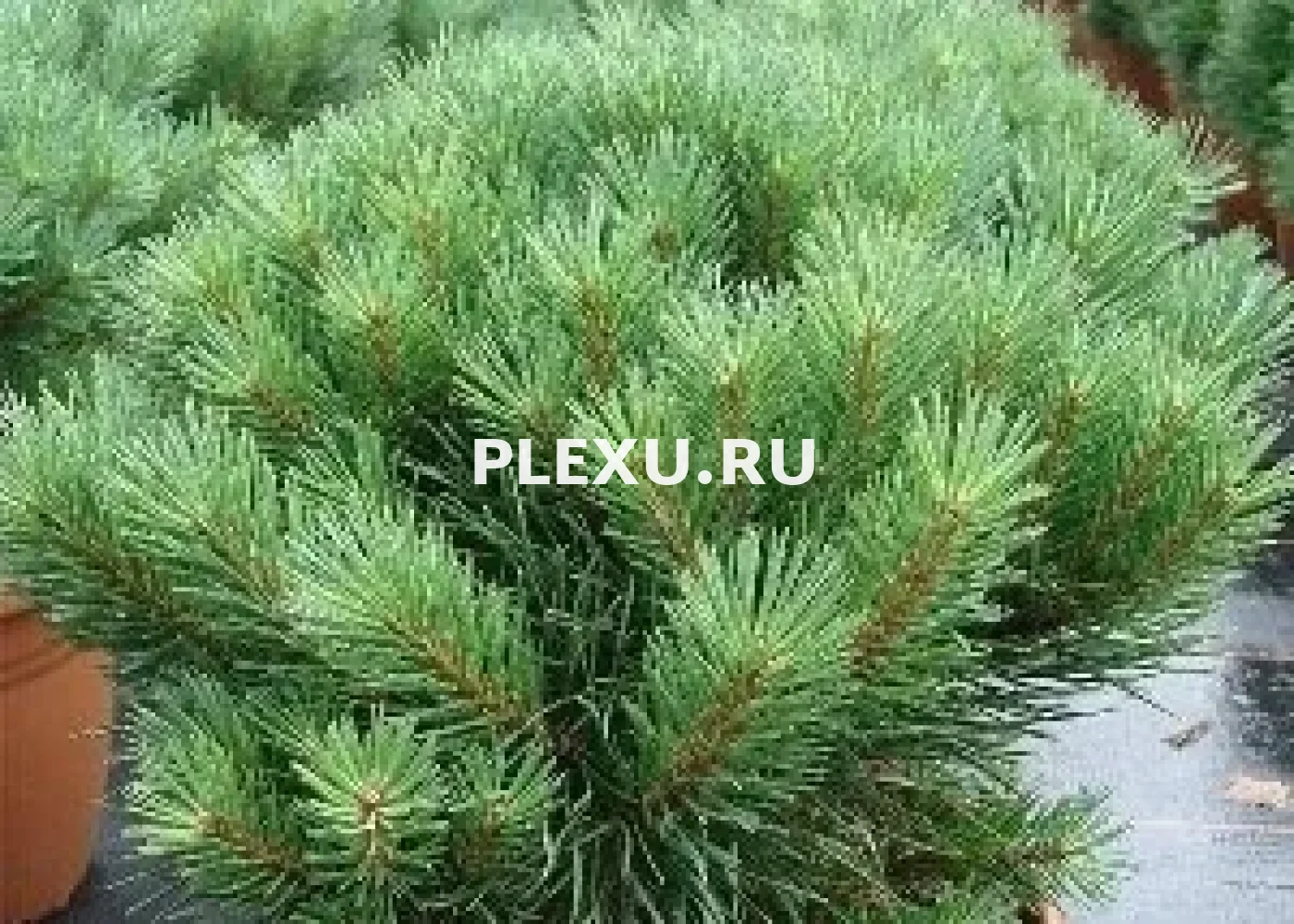Саженец сосны обыкновенной Ватерери