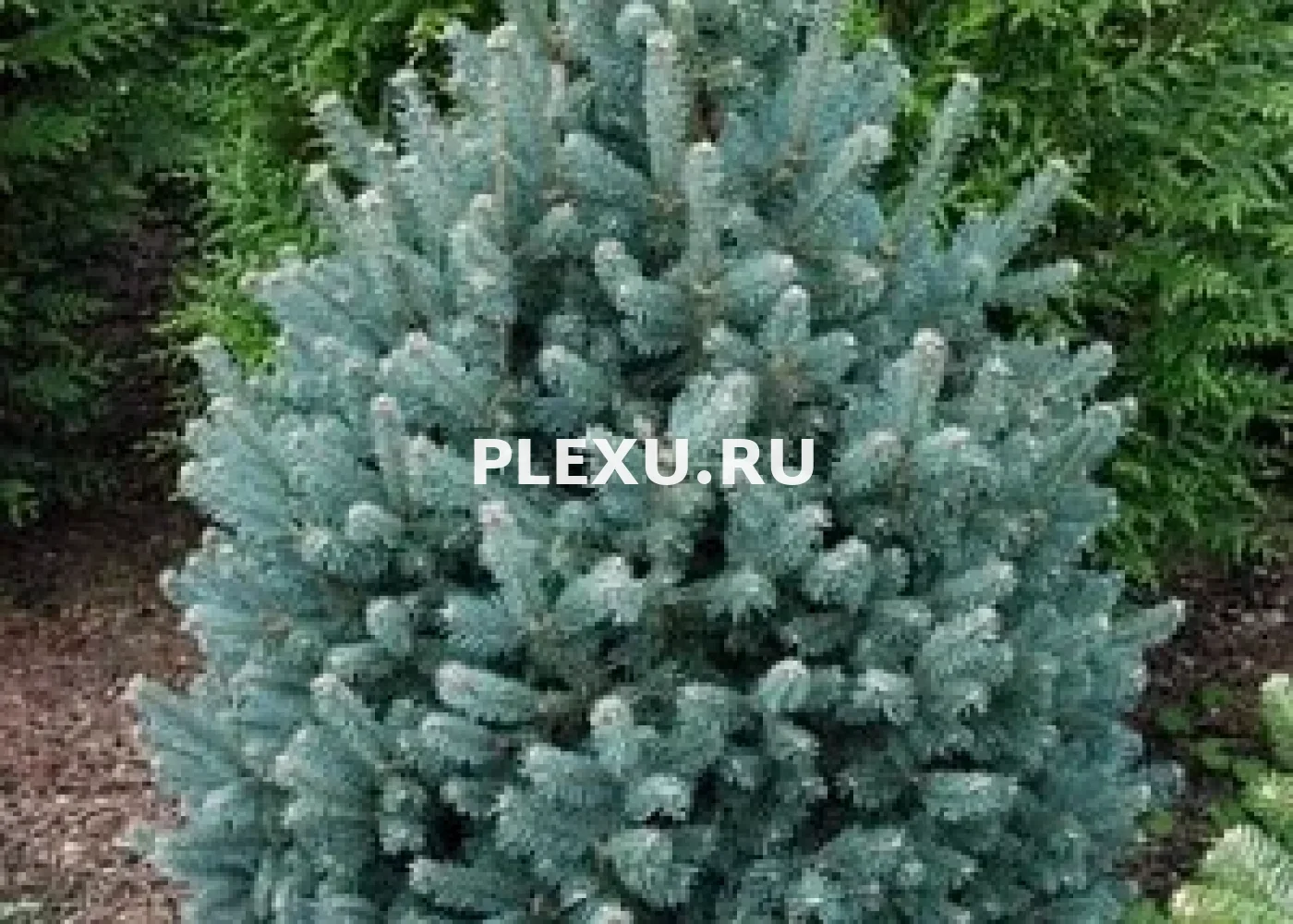Саженец пихты шершавоплодной Компакта
