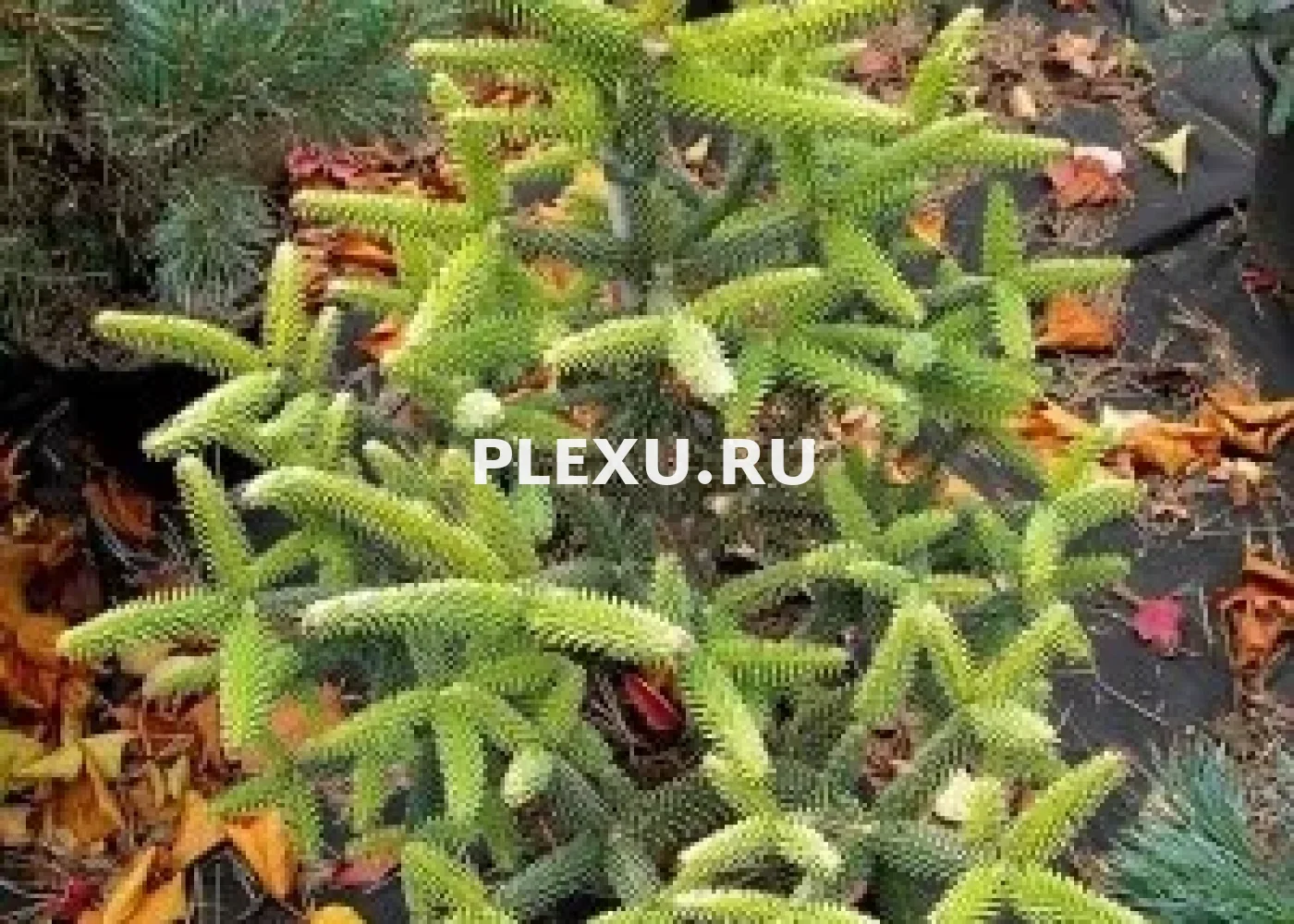 Саженец пихты испанской Ауреа