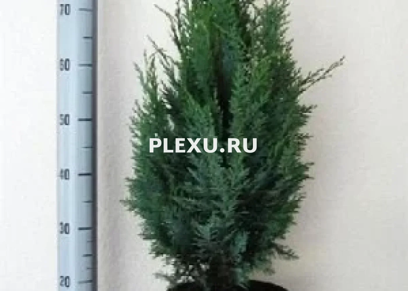 Саженец кипарисовика Лавсона Колумнарис