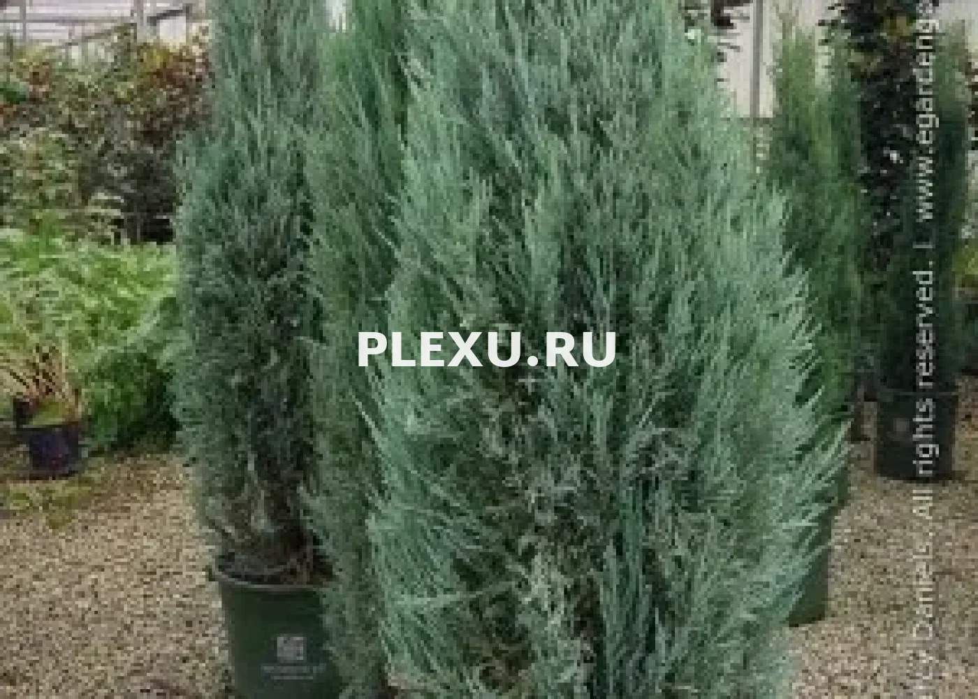 Саженец можжевельника скальный Блю Айвори