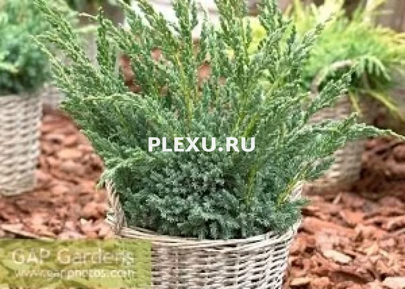 Саженец можжевельника чешуйчатого Блю Компакт